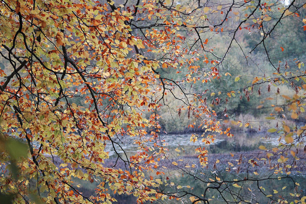 Paysage d'automne