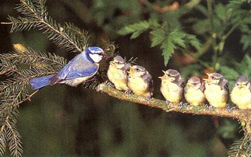 Belles familles