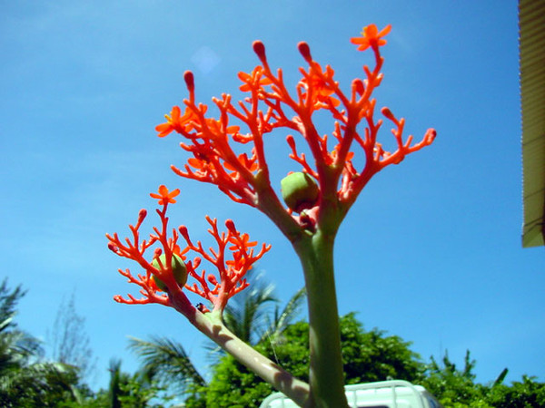 Fleurs de Cactus