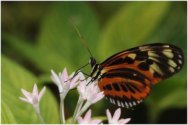 Superbes papillons