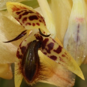 Fleurs d' Orchidées