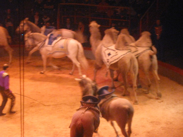 Amiens- Cirque Arlette Gruss