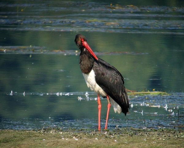 Superbes images d'oiseaux