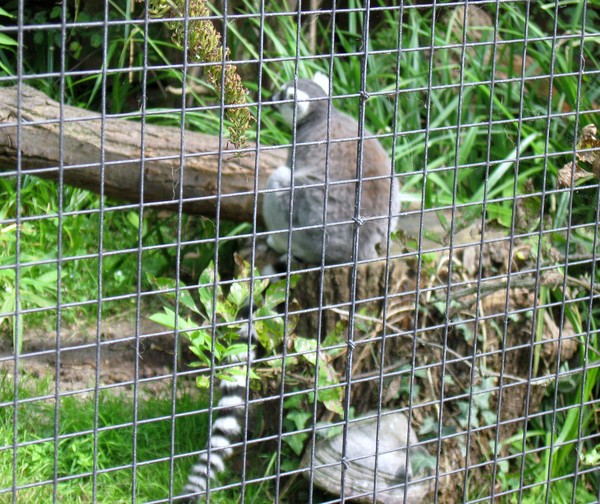 Zoo d'Amiens -2012