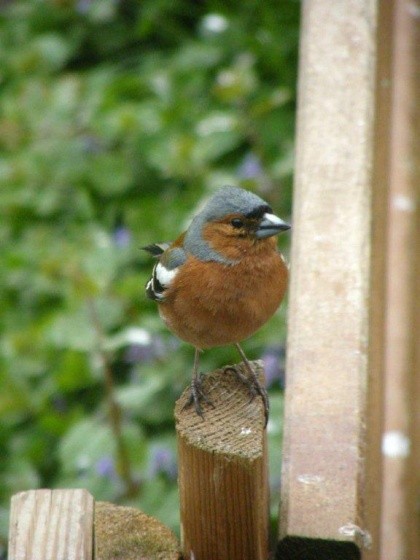 Superbes images d'oiseaux