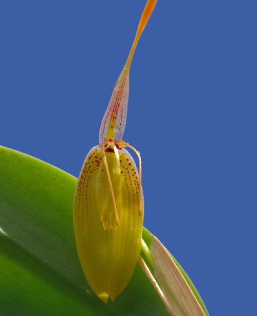 Fleurs d'Orchidées