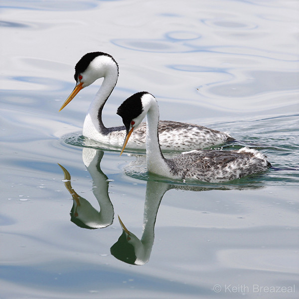 Superbes images d'oiseaux