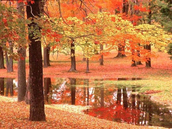 Paysage d'automne