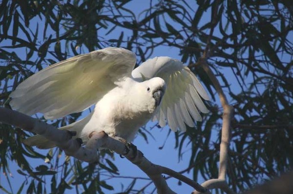 Superbes images d'oiseaux