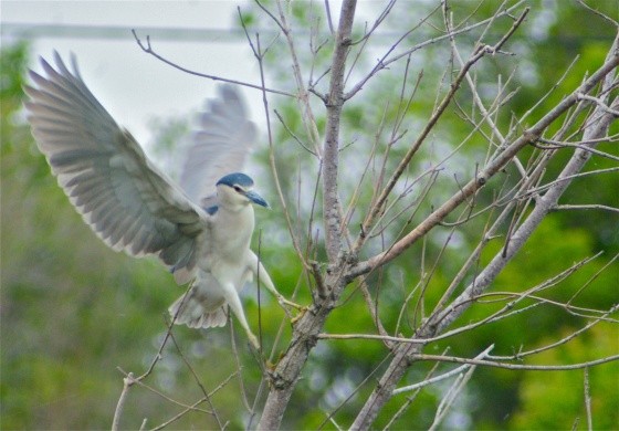 Superbes images d'oiseaux