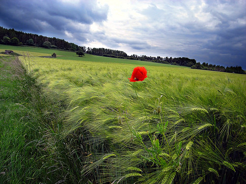 Paysages -Printemps -Eté