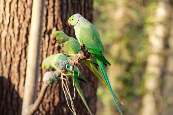 Superbes images d'oiseaux