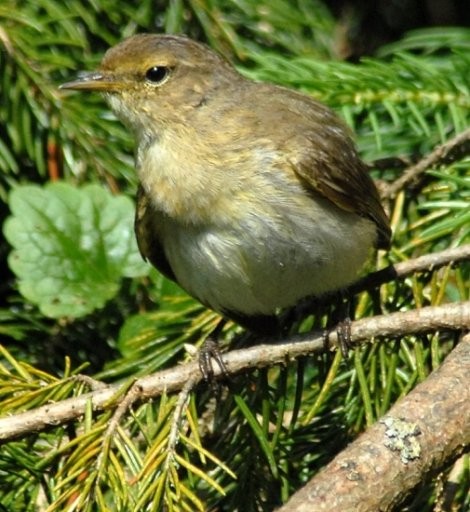 Superbes images d'oiseaux