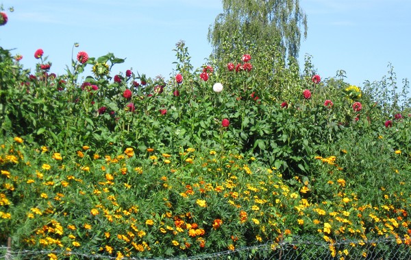 Amiens -Les hortillonnages