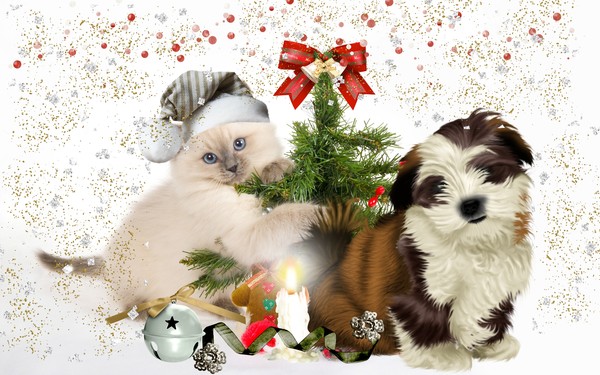 Animaux de Noël