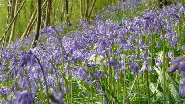 Sous bois au printemps