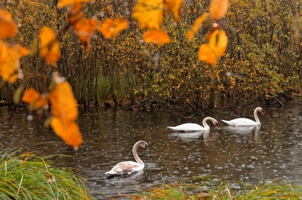 Paysage d'automne