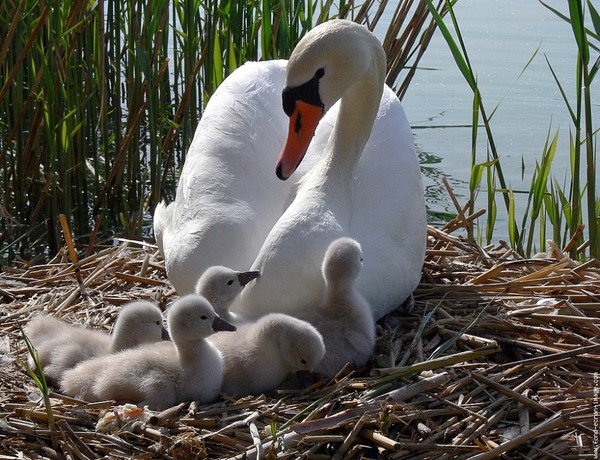 Belle famille