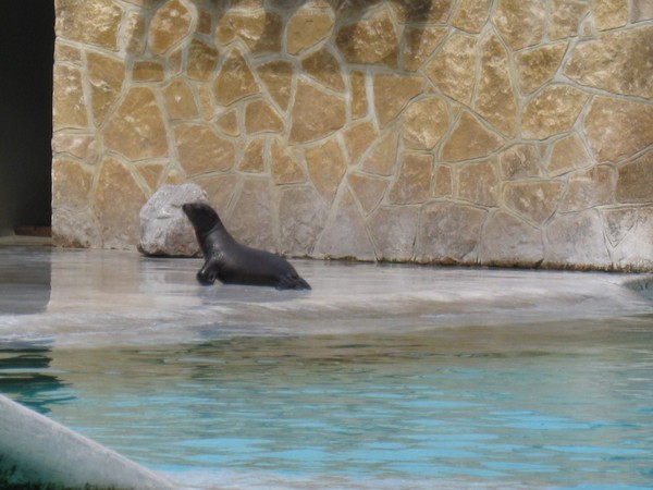 Zoo d'Amiens -2012