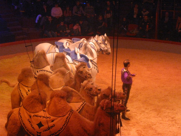 Amiens- Cirque Arlette Gruss