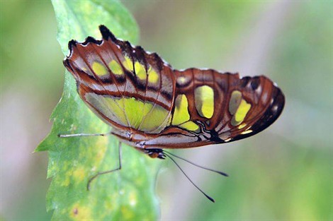 Superbes papillons