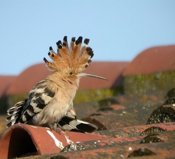 Superbes images d'oiseaux