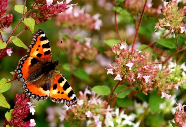 Superbes papillons