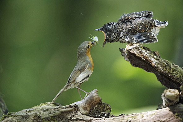 Superbes images d'oiseaux