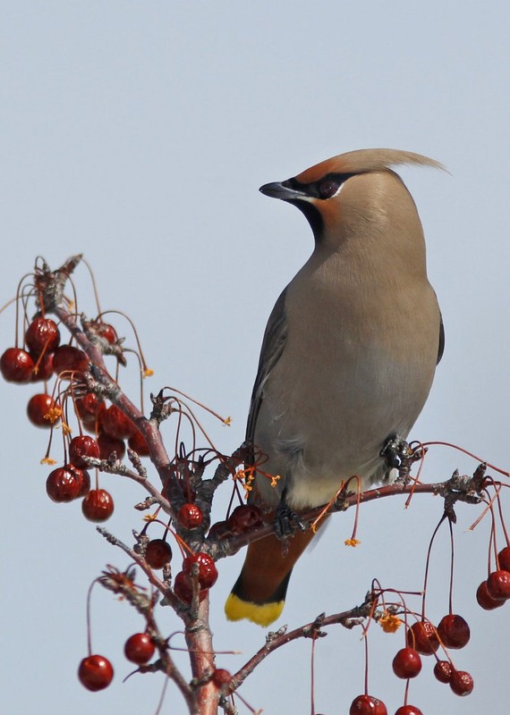 Superbes images d'oiseaux