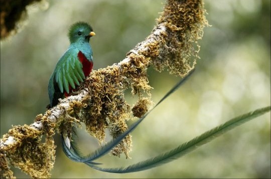 Superbe image d'oiseaux