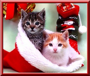 Chatons de Noël