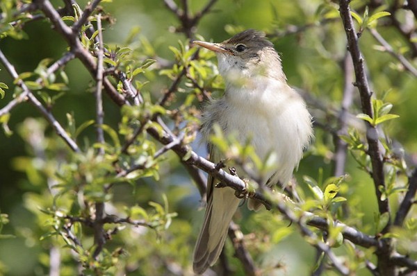 Superbes images d'oiseaux