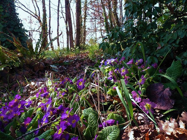 Paysages -Printemps -Eté