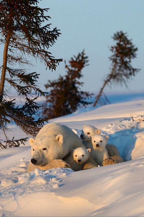 Belle famille