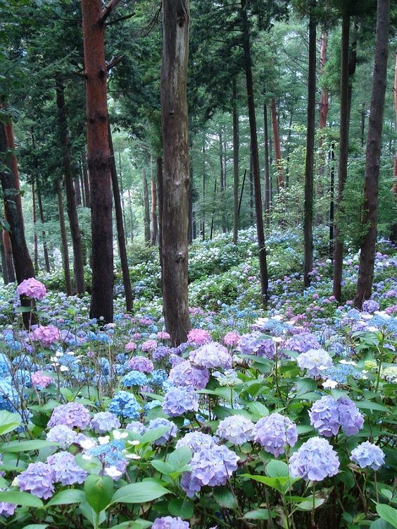 Sous bois au printemps