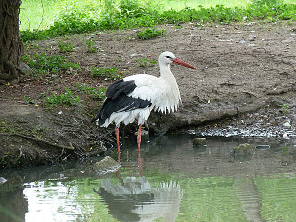 Superbes images d'oiseaux