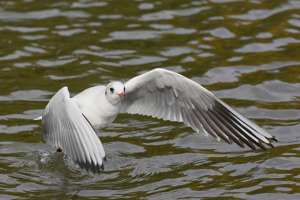 Superbes images d'oiseaux