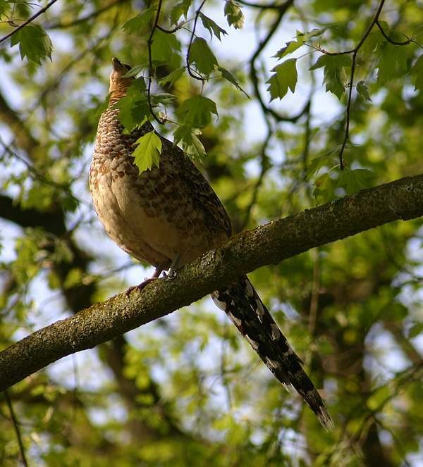 Superbes images d'oiseaux