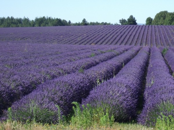 Paysages -Printemps -Eté