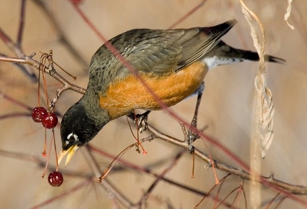 Superbes images d'oiseaux