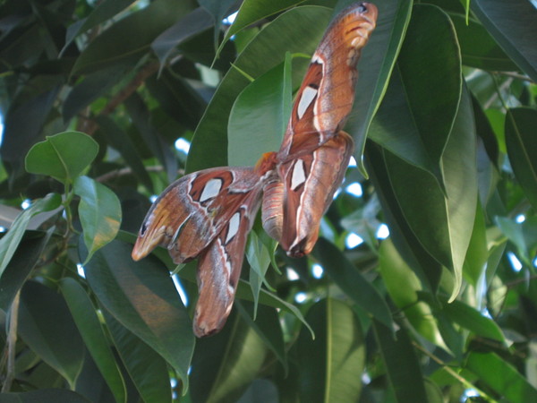 Superbes papillons