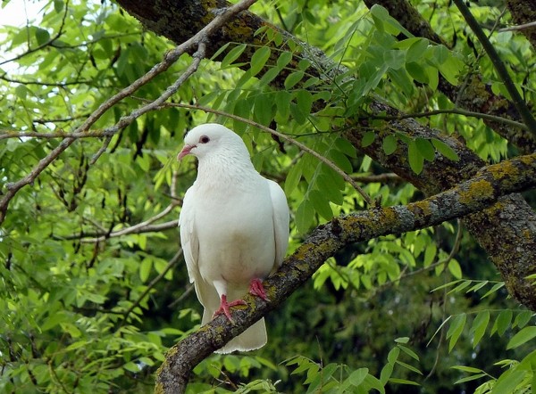 Superbes images d'oiseaux