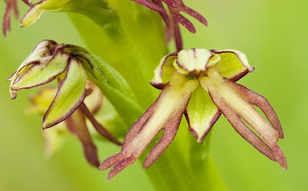 Fleurs d'Orchidées