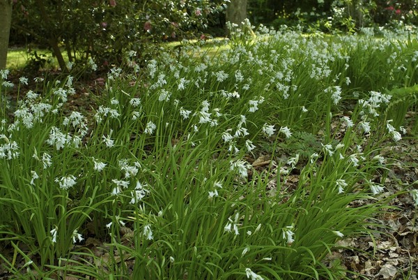 Sous bois au printemps