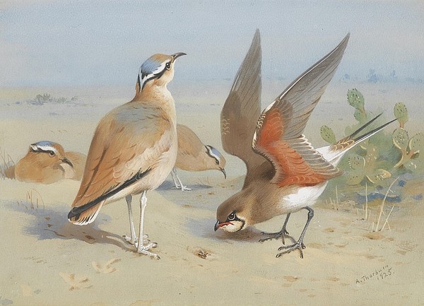 Superbes peintures d'oiseaux