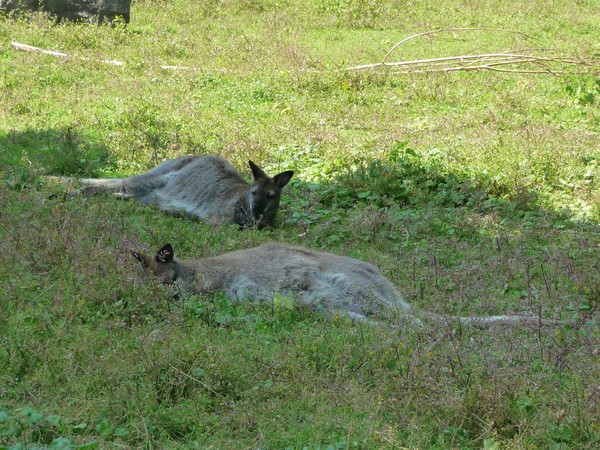 Zoo d'Amiens-2012