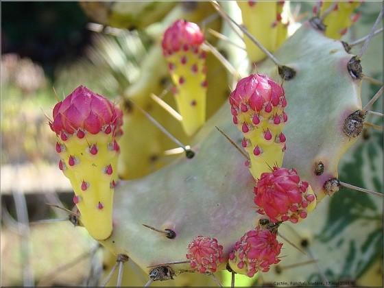 Fleurs de Cactus