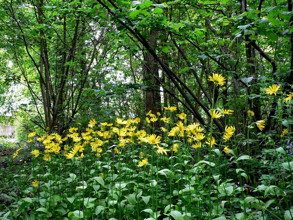 Sous bois au printemps