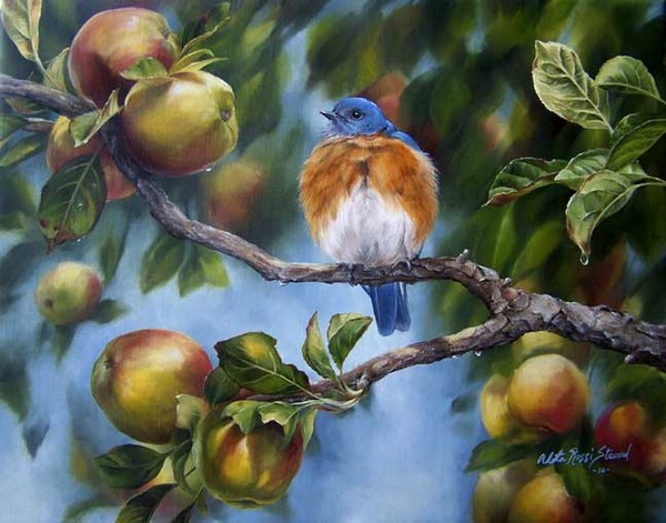 Superbes peintures d'oiseaux