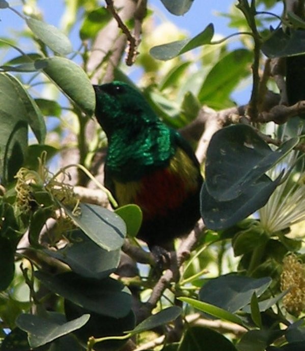 Superbes images d'oiseaux